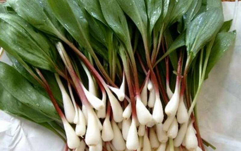 فروش سیر سبز